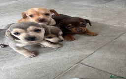 Chiweenie dogs for sale: CHIWEENIE PUPS READY 10TH NOVEMBER  - Image 29