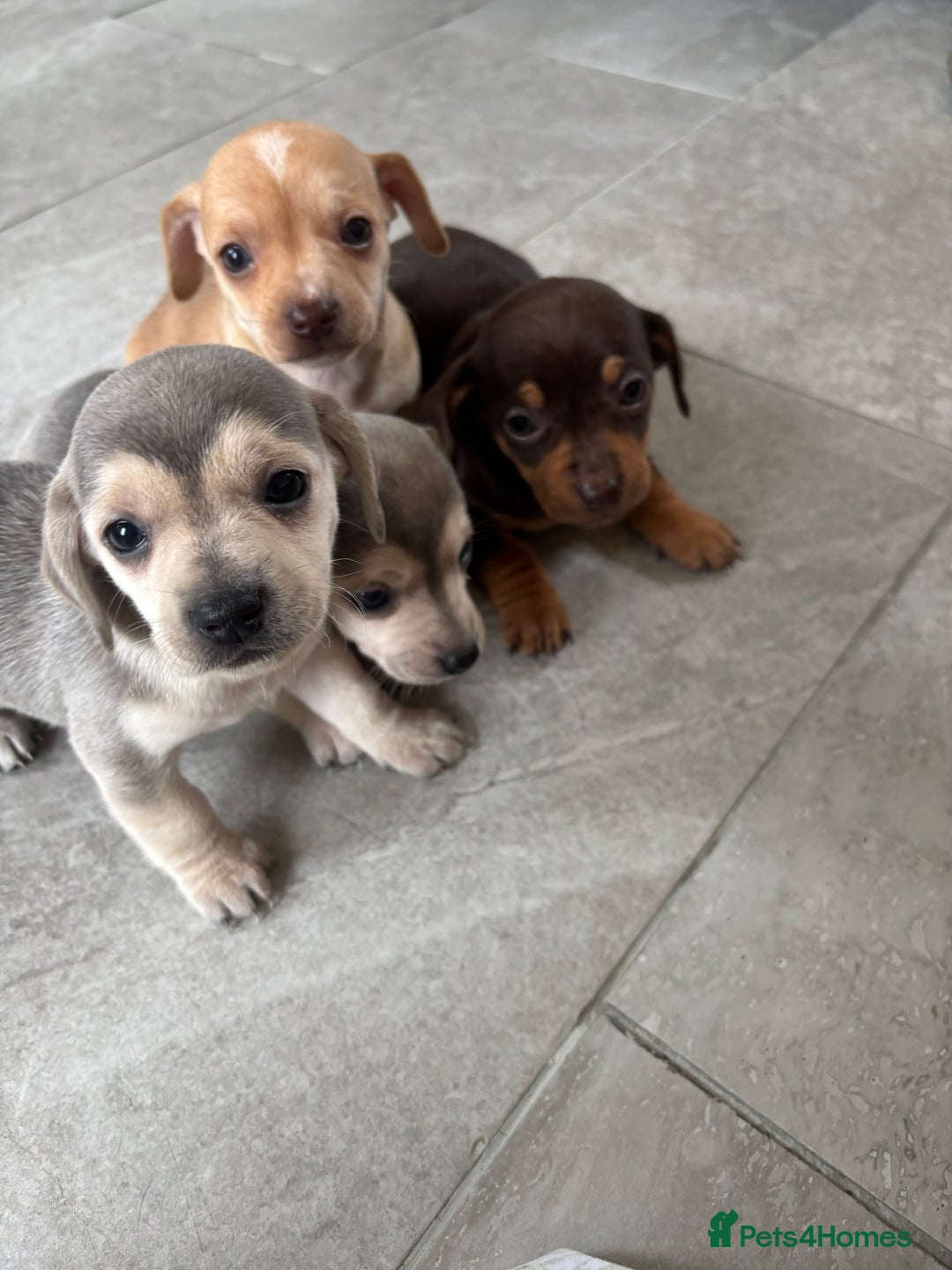 Chiweenie dogs for sale: CHIWEENIE PUPS READY 10TH NOVEMBER  - Image 29