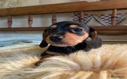 Mixed Breed dogs for sale: Dachshund Crosses - Image 2