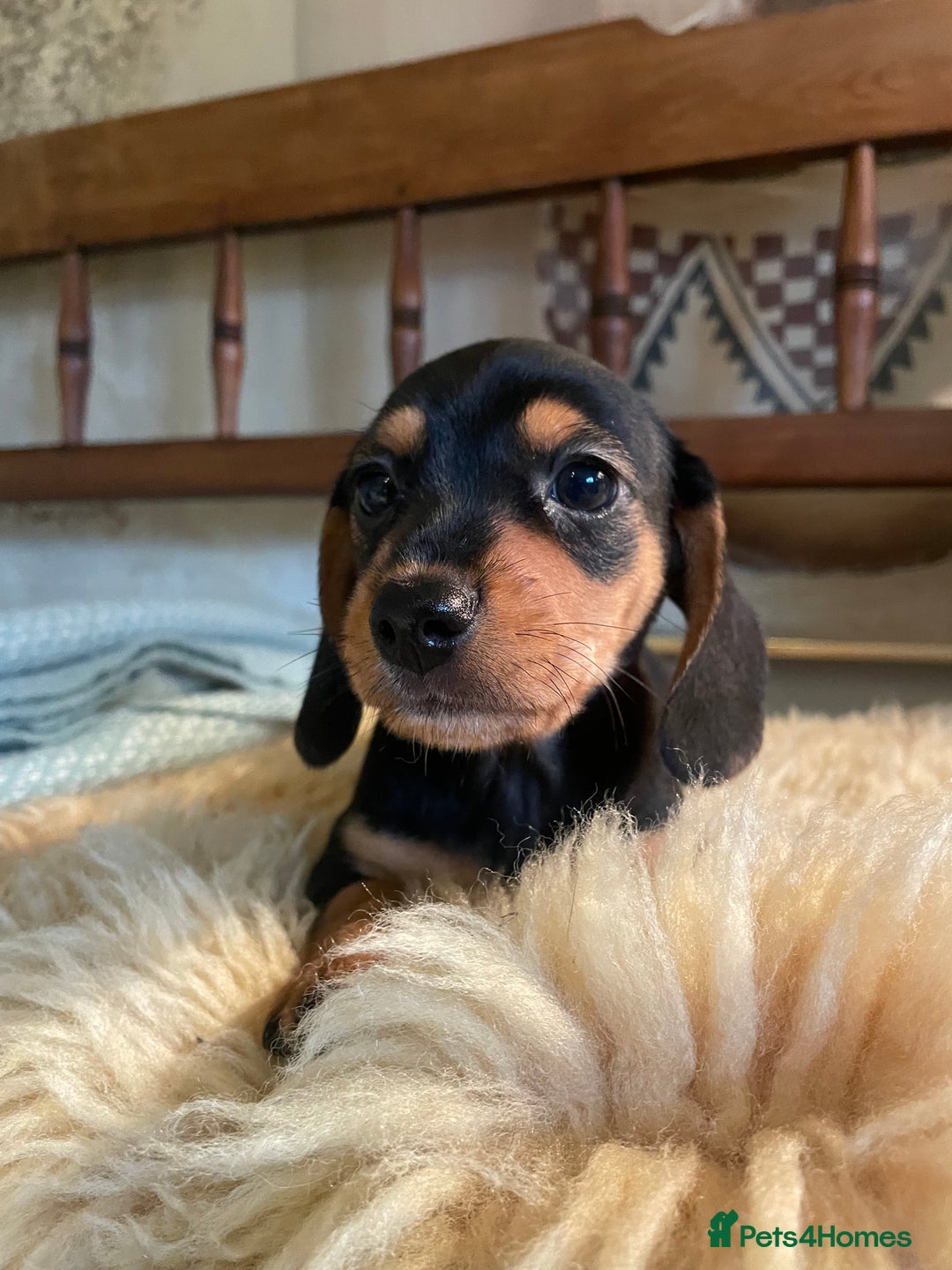 Mixed Breed dogs for sale: Dachshund Crosses - Image 2