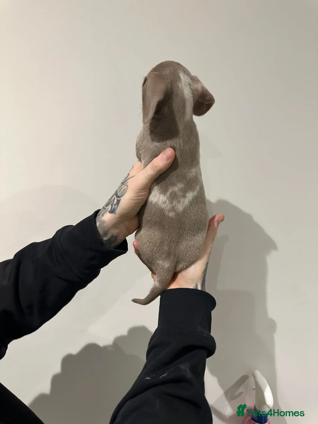 Miniature Dachshund dogs for sale: Mini dachshunds - Advert 24