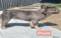 French Bulldog dogs for sale: Lilac & Tan Full Fluffy French Bulldogs For Sale - Image 7