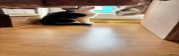 European cats for sale: Kittens  - Advert 9