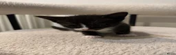 British Shorthair cats for sale: Kittens – Domestic Shorthair - Advert 14