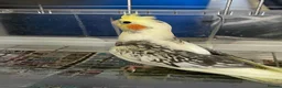 Cockatiels birds for sale: Baby cockatiels for sale - read ad for prices  - Advert 21