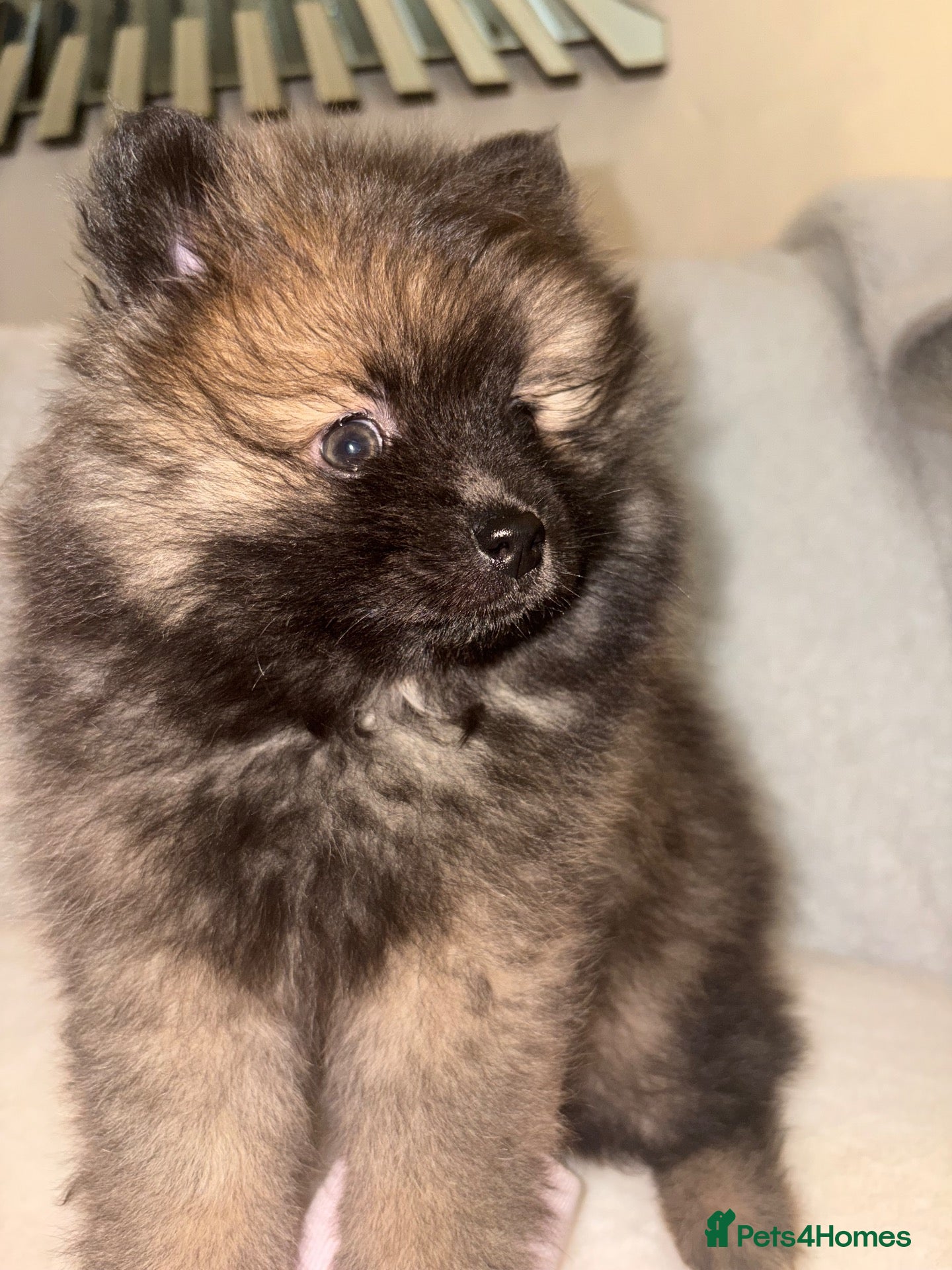 Pomeranian dogs 🐻 Adorable Teddy Bear puppies 1 girl and 3 boys🐻 - Advert 2