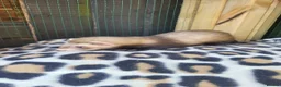 Ferret rodents for sale: 6 beautiful kits ready for new homes in Newport - Advert 12