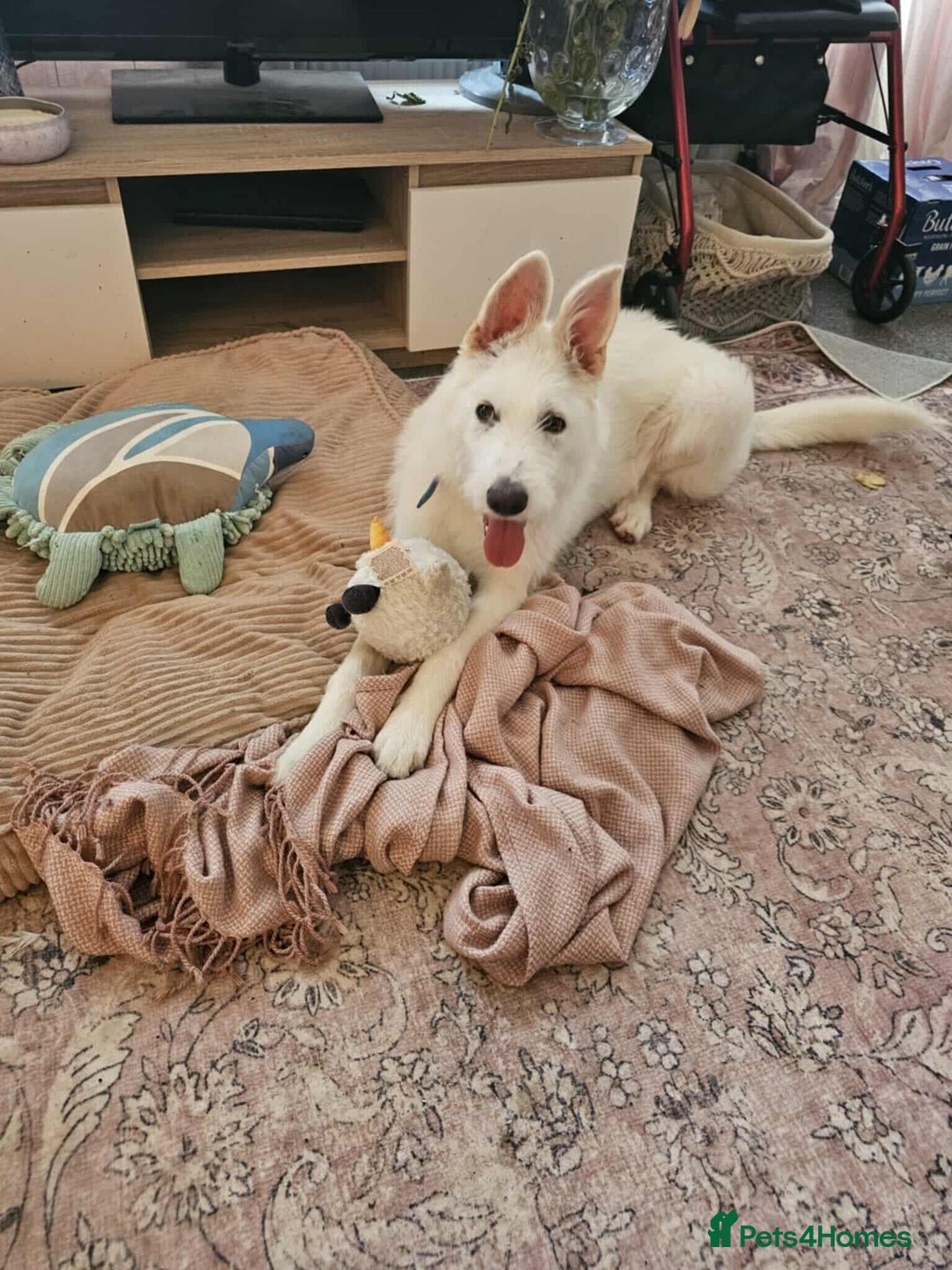 Mixed Breed dogs for adoption:  ARIEL with the bunny rabbit ears  - Image 10