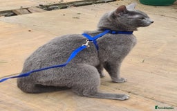 Russian Blue cats for sale: READY NOW! CHAMPION SIRED GCCF RUSSIAN BLUES 😍  in Markfield - Image 25