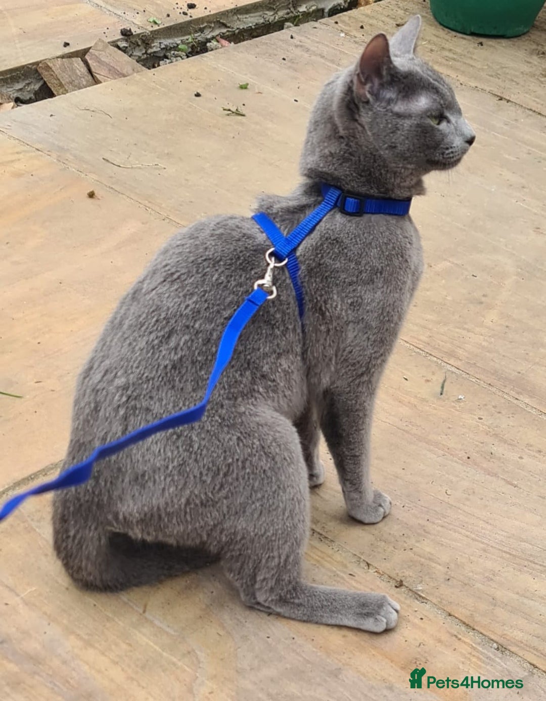 Russian Blue cats for sale: READY NOW! CHAMPION SIRED GCCF RUSSIAN BLUES 😍  in Markfield - Image 25