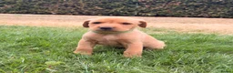 Labrador Retriever dogs for sale: Working Labrador Puppies – KC Registered in Shrewsbury - Advert 11