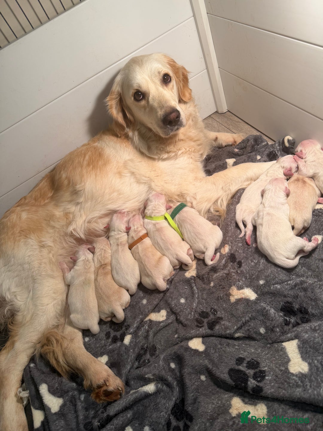 Golden Retriever dogs for sale: KC WHITE RETRIEVERS FULLY HEALTH TESTED  - Advert 1