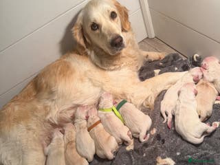 Golden Retriever dogs KC WHITE RETRIEVERS FULLY HEALTH TESTED - Advert 1