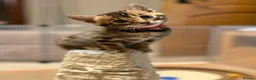 Bengal cats for sale: Stunning TICA registered Bengal kittens - Advert 8