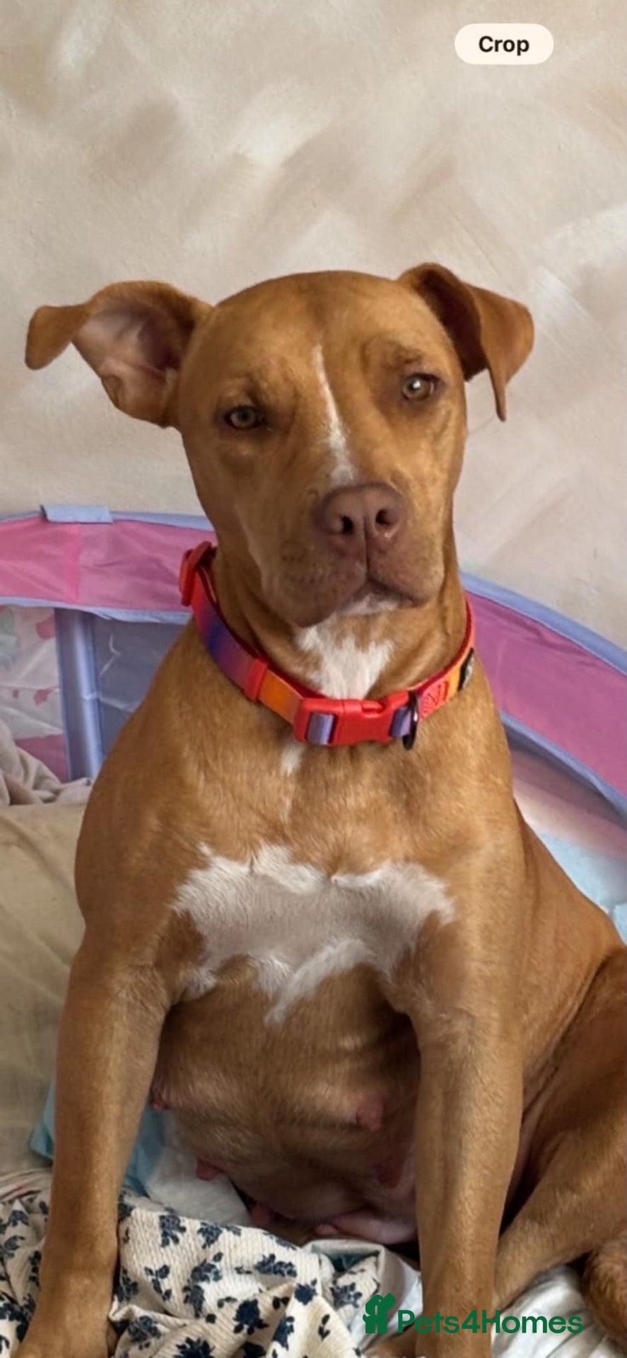 American Bull Staffy dogs Staff mixed beautiful dogs  - Advert 16