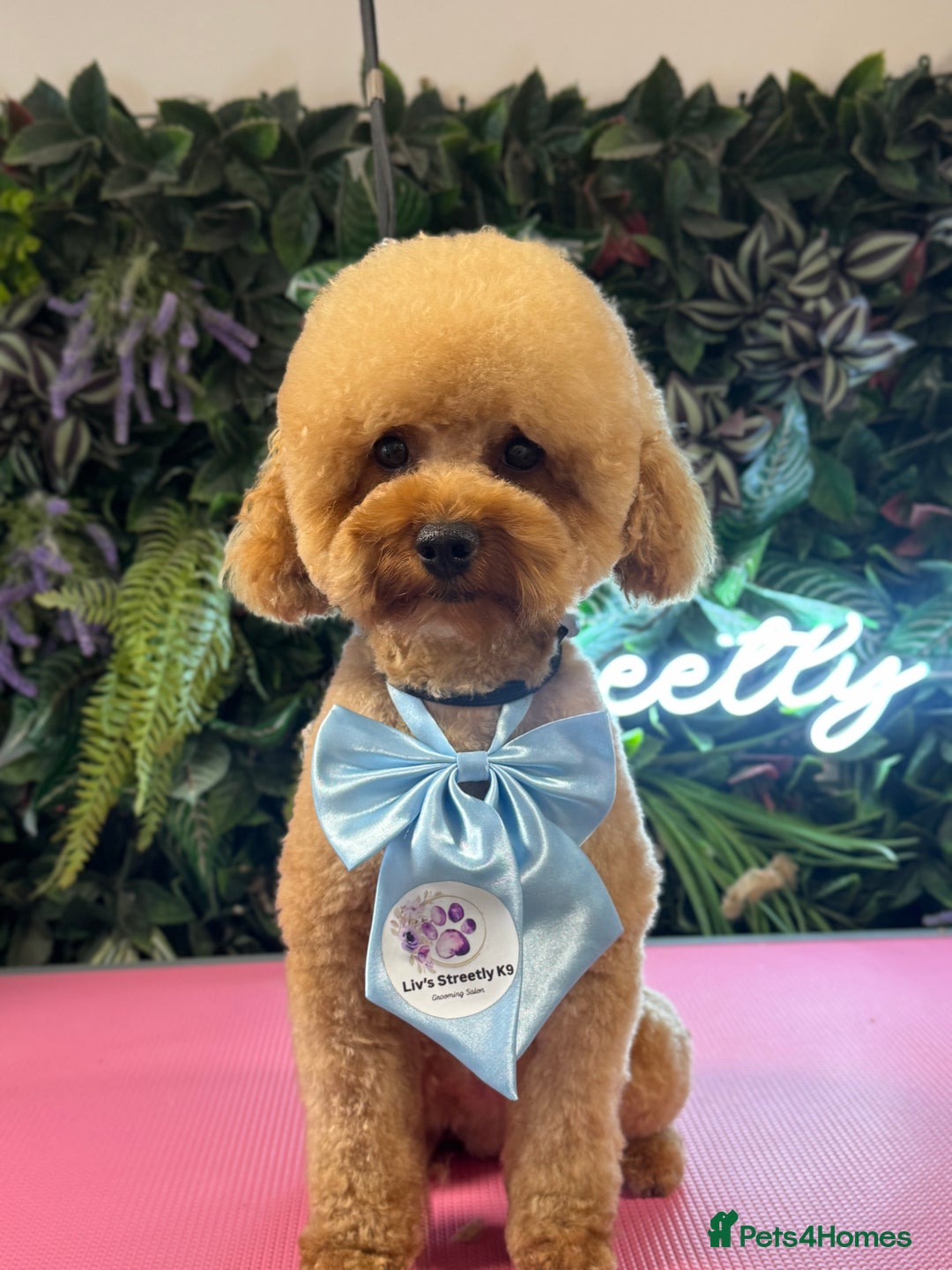 Shih Tzu dogs for stud: KC Toy poodle stud fully health tested  - Advert 1