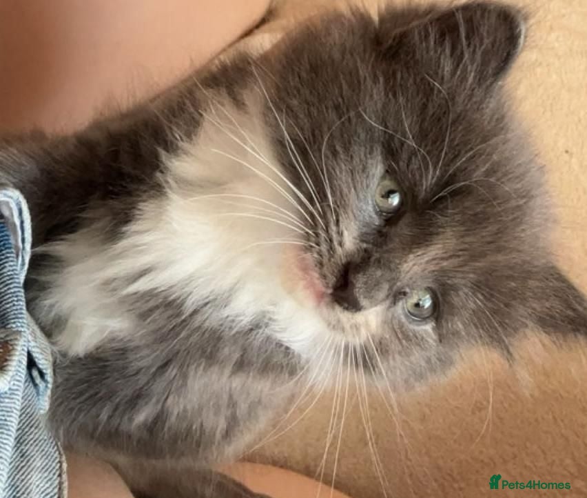 Turkish Angora cats 3 beautiful kittens angora mixed breed  - Advert 10