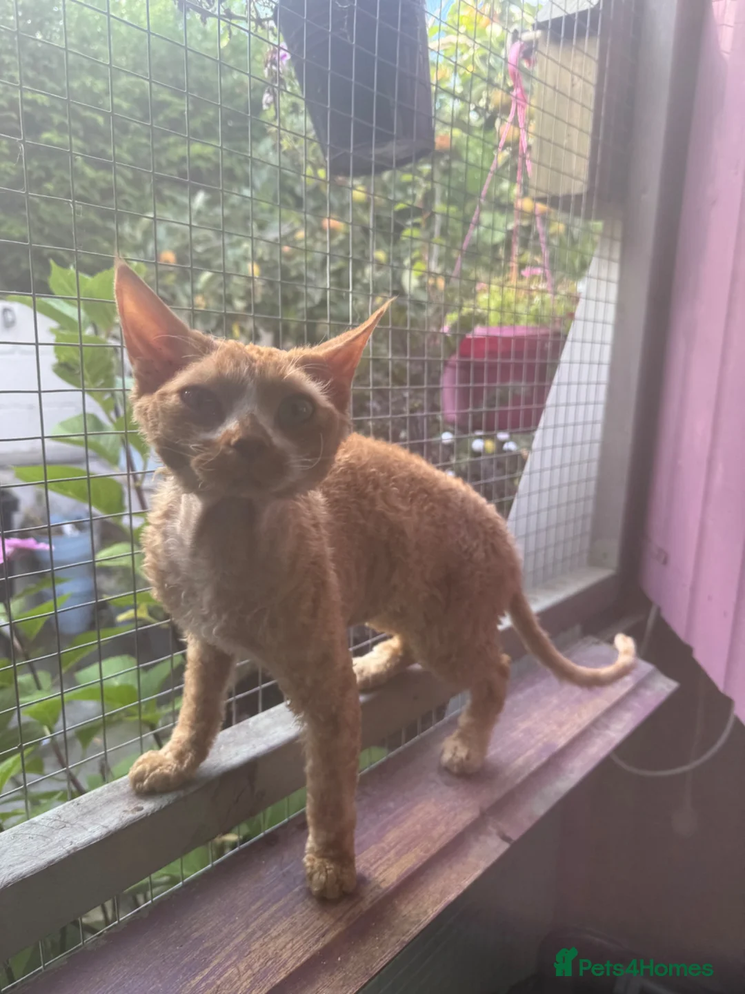 Devon Rex cats for stud: Experienced Devon Rex for stud - Advert 1