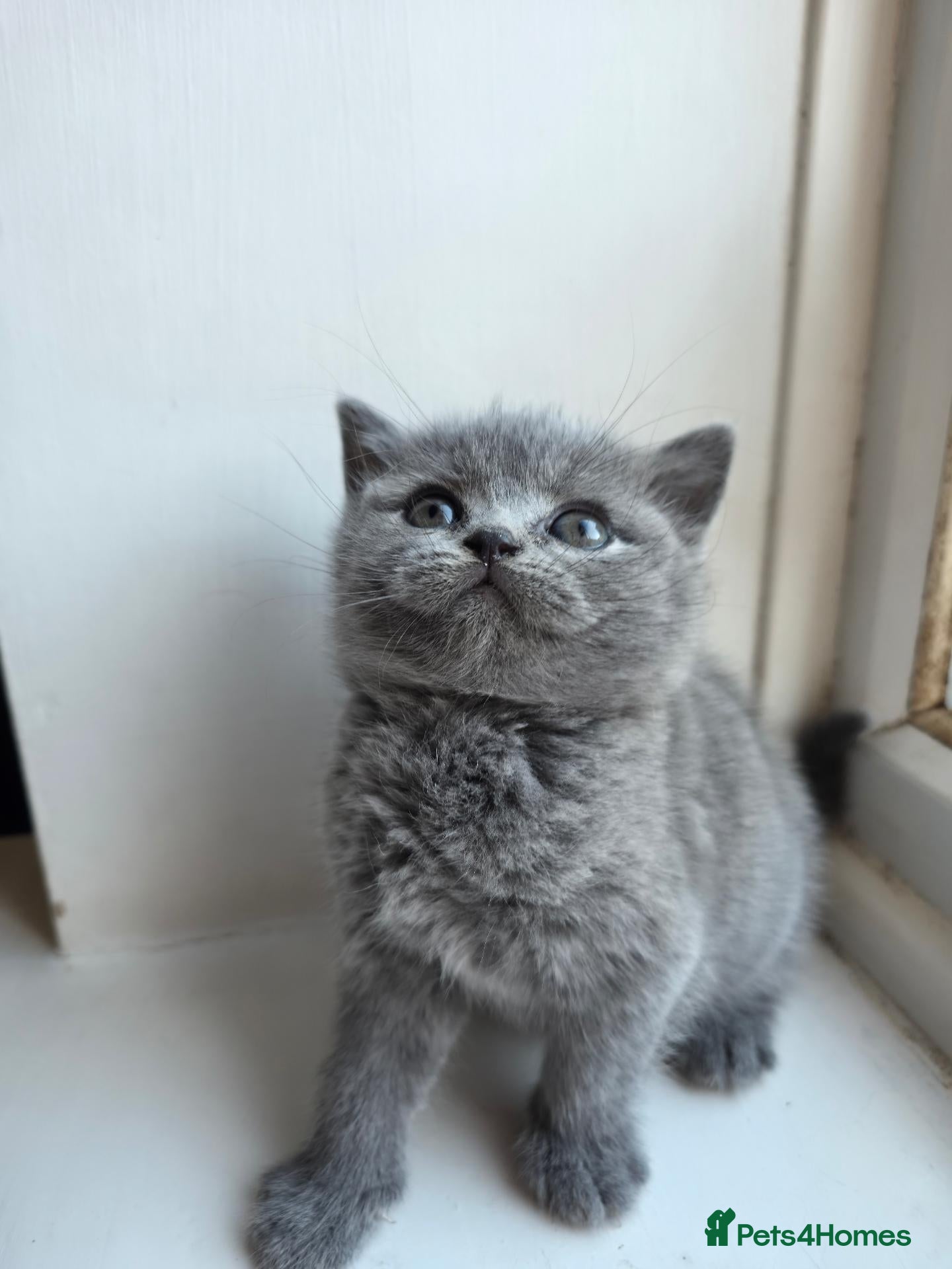 British Shorthair cats British Shorthair kittens - Advert 2