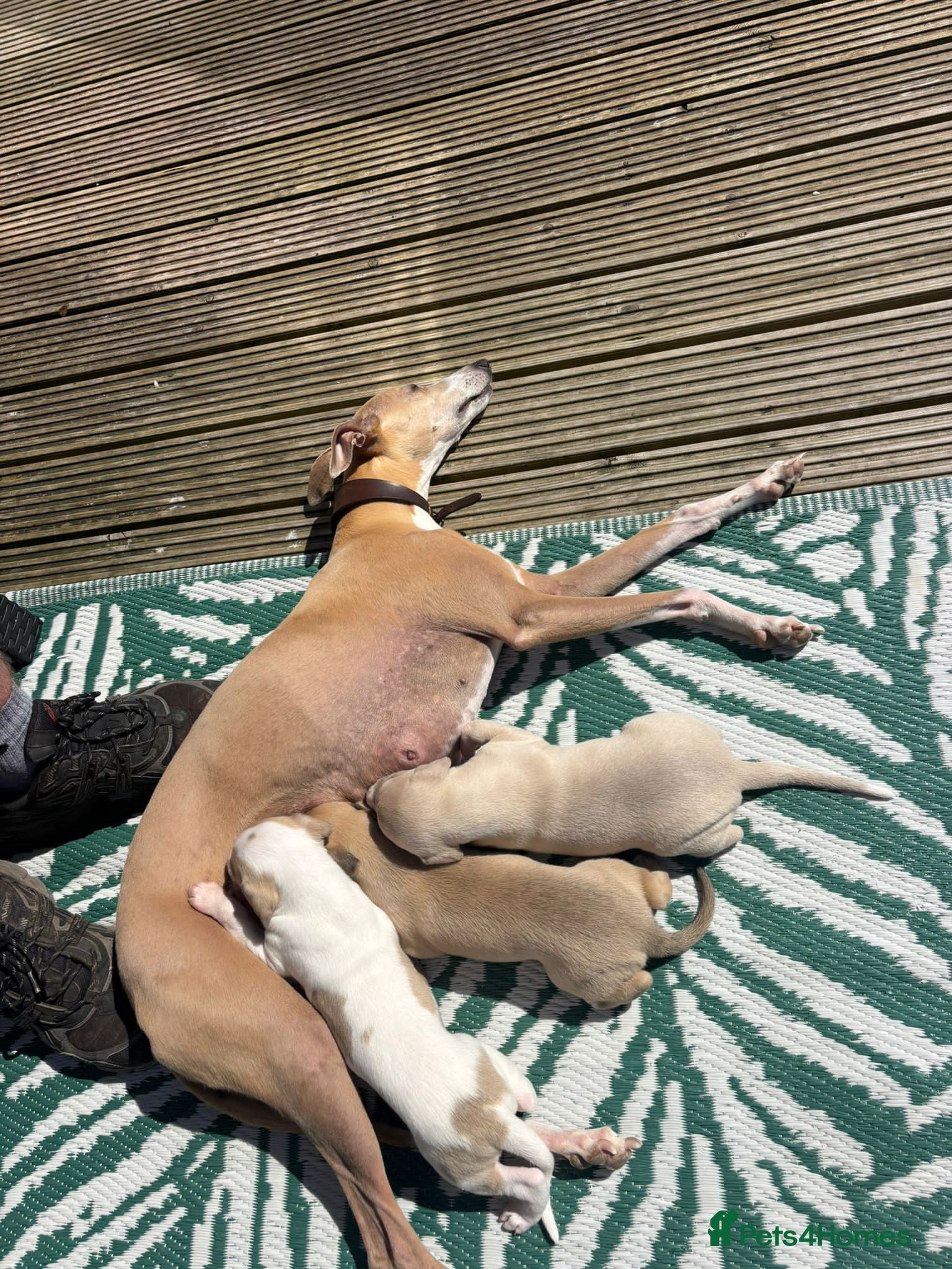 Whippet dogs Whippet bitch for sale 1 girl left  - Advert 6