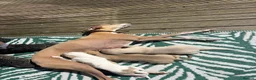 Whippet dogs for sale: Whippet bitch for sale 1 girl left  - Advert 1