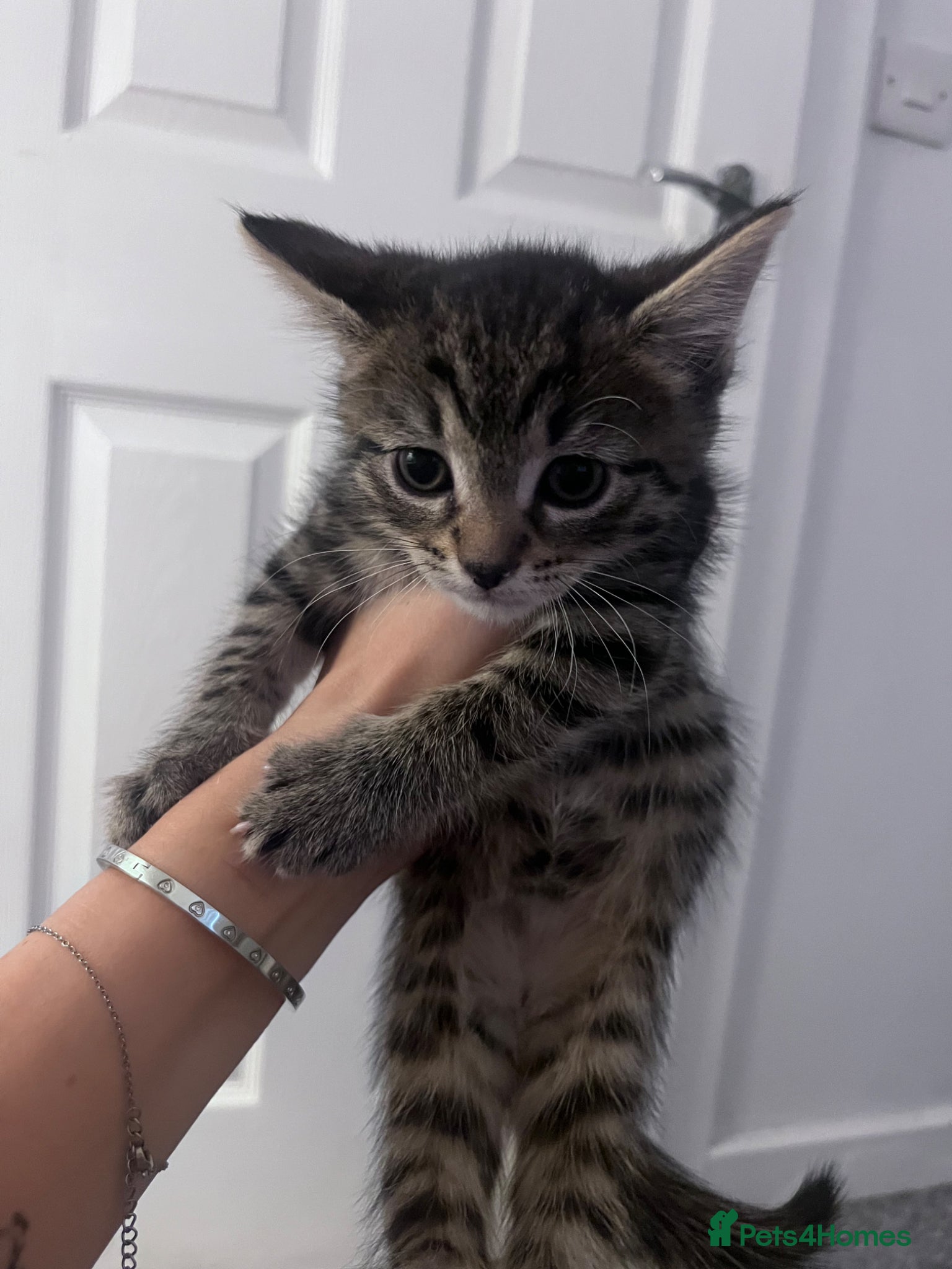 British Shorthair cats One boy left - free  - Advert 1