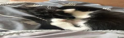British Shorthair cats for sale: 2 Kittens, tuxedo and black cat (description) in Cirencester - Advert 5