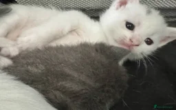Mixed Breed cats for sale: Adorable Kittenss Ready For Reservation - Image 6