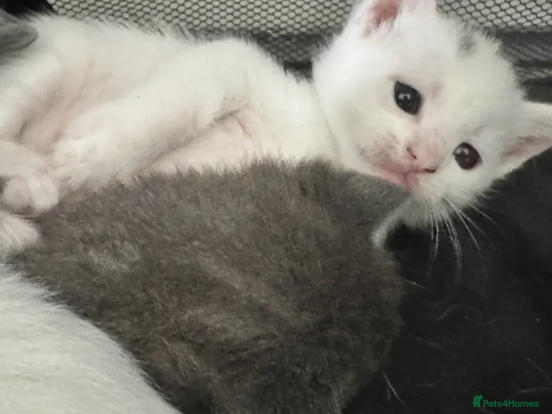 Mixed Breed cats for sale: Adorable Kittenss Ready For Reservation - Image 6