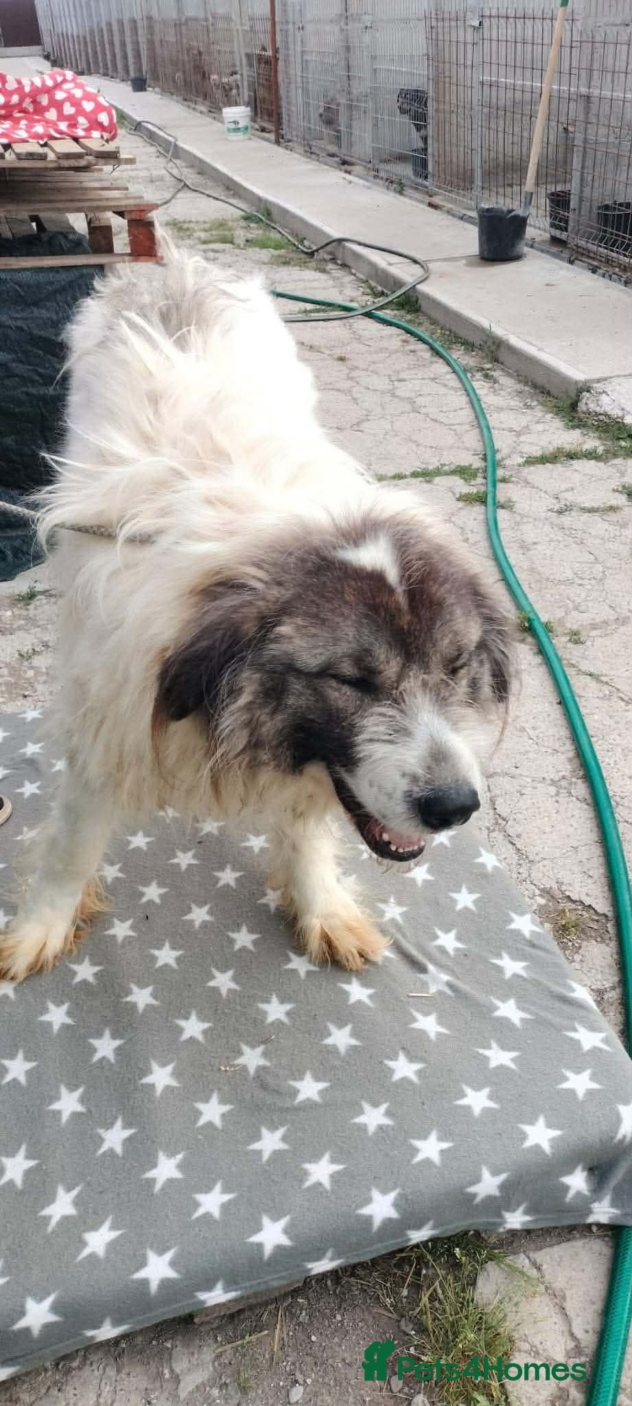 Mixed Breed dogs 🐶Meet haiduc, one big fluffball 😍 - Advert 2