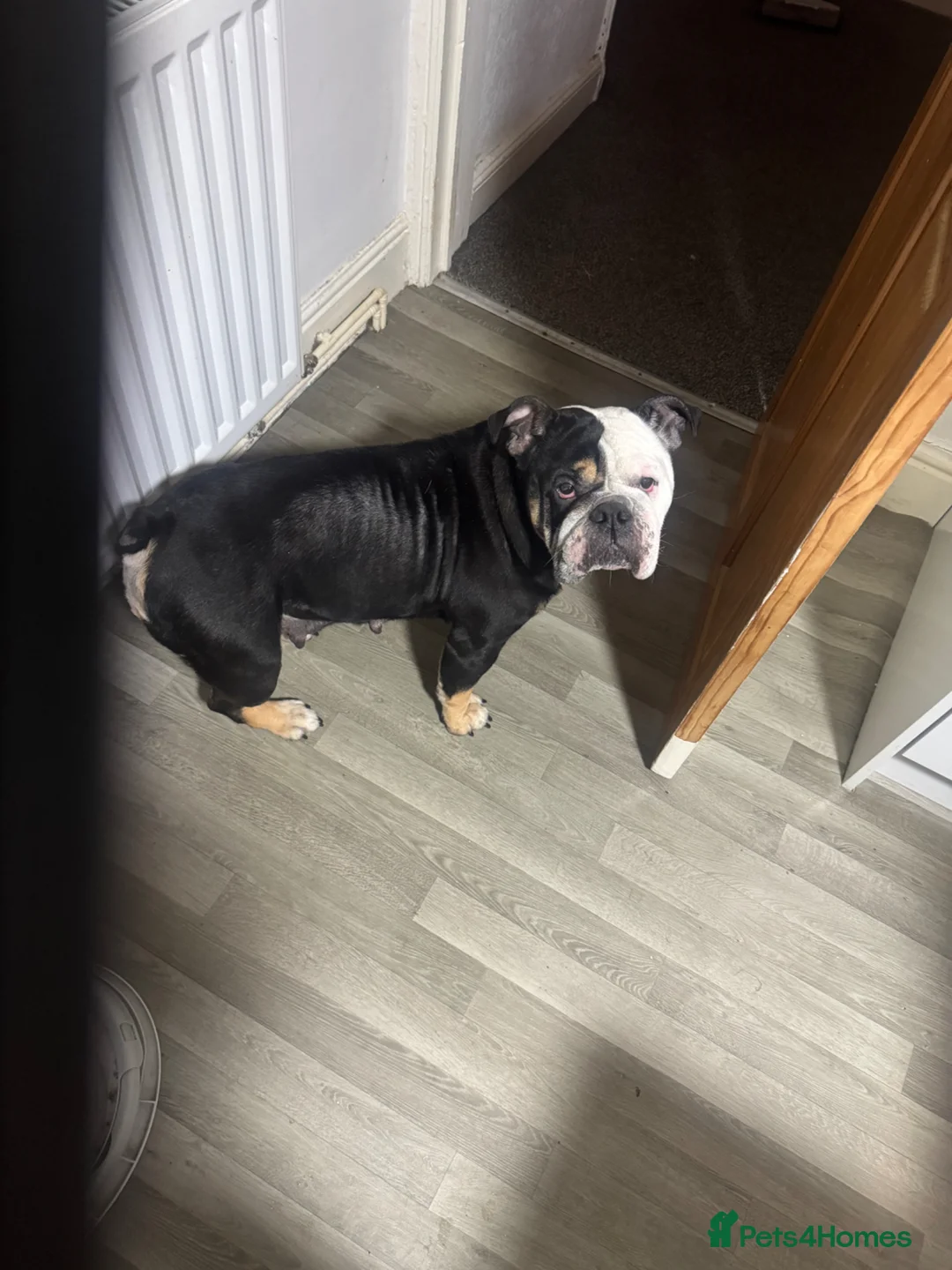 English Bulldog dogs for sale: New England Bulldogs  - Advert 1