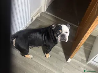 English Bulldog dogs New England Bulldogs - Advert 1