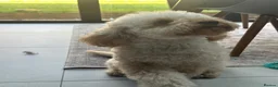 Cockapoo dogs for sale: Cockapoo Puppy 13 months - Advert 10