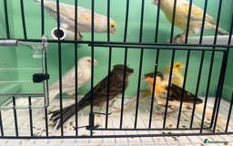 Canaries birds for sale: Mixed canaries for sale! - Image 5