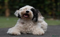 Sproodle dogs for sale: Stunning F2b Sproodle Puppies  - Image 6