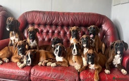 Boxer dogs for sale: 🐾 KC registered Boxer puppies 🐾  - Image 1