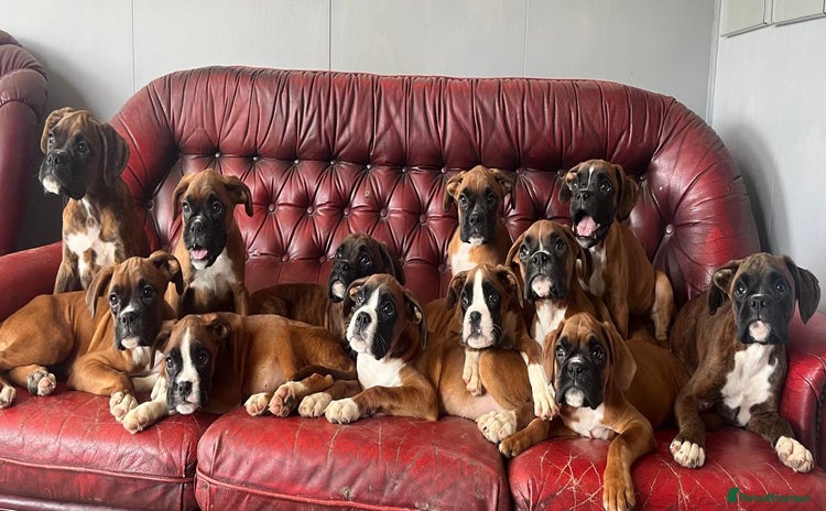 Boxer dogs - Advert 1