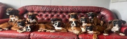 Boxer dogs for sale: 🐾 KC registered Boxer puppies 🐾  - Advert 4