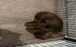 Miniature Dachshund dogs for sale: Miniature smooth haired dachshund puppies  - Image 4