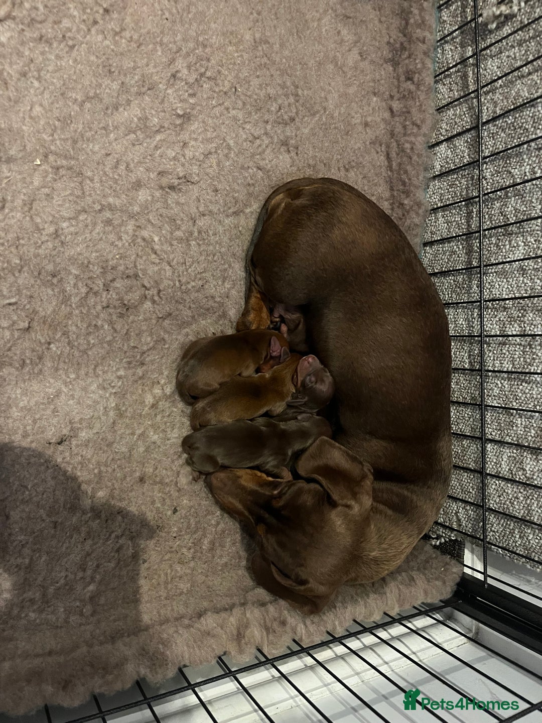 Miniature Dachshund dogs for sale: Miniature smooth haired dachshund puppies  - Image 4