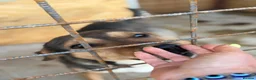 Mixed Breed dogs for adoption: 🌟 Special Home Needed for a Very Special Girl 🌟 in Pulborough - Advert 5