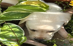 Labrador Retriever dogs for sale: Affectionate and adorable Labrador Puppies - Image 23