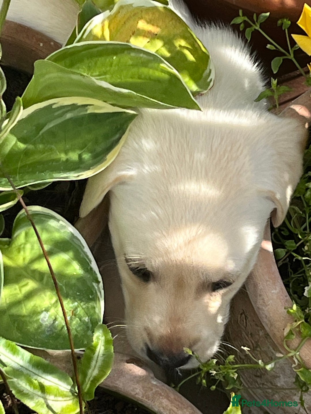 Labrador Retriever dogs for sale: Affectionate and adorable Labrador Puppies - Image 23