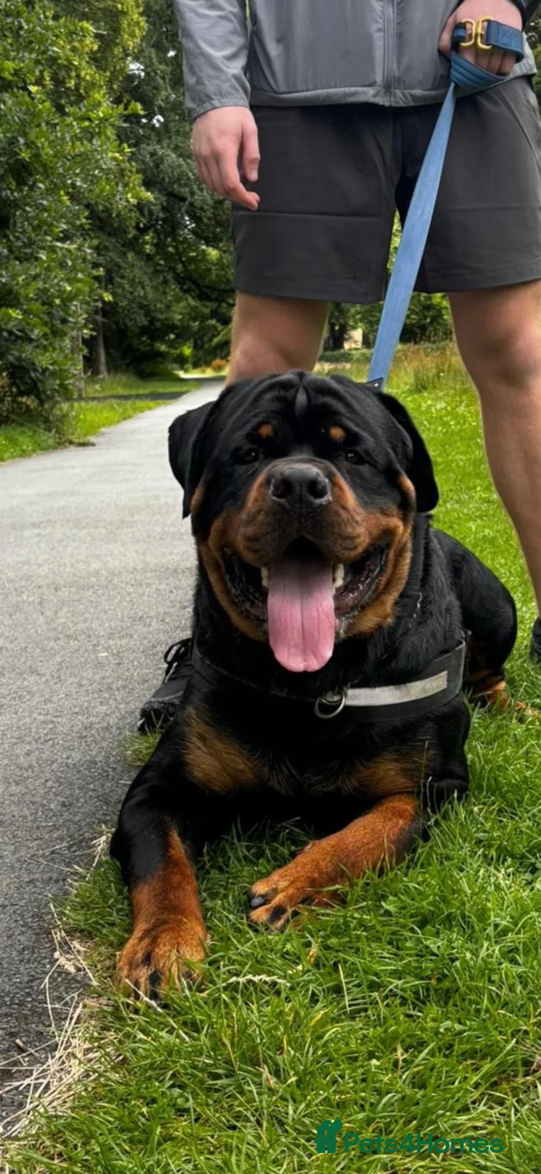 Rottweiler dogs for sale: Rottweiler pups - Advert 2