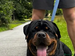 Rottweiler dogs Rottweiler pups - Advert 1