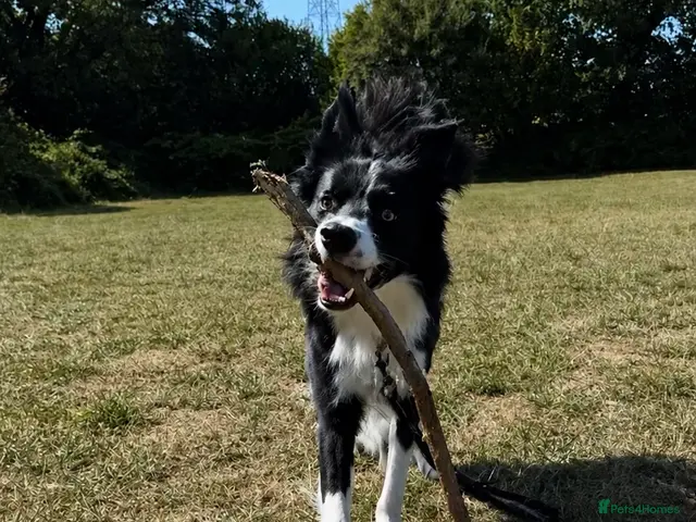Border Collie dogs Beau aged 1 (nearly 2) - Advert 3