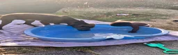 Cane Corso dogs for sale: Rehome family dog  - Advert 4
