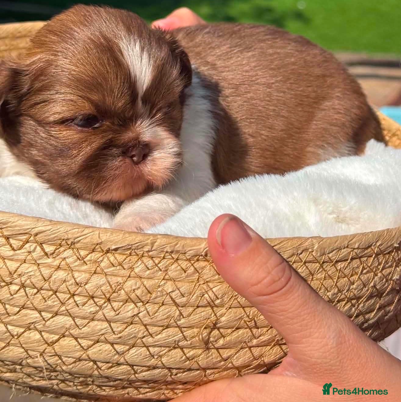 Shih Tzu dogs Stunning litter colours 😍 Imperial Shihzu babies  - Advert 1