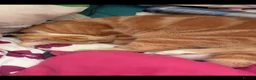 Mixed Breed cats for sale: Benji and Sassy in Birkenhead - Advert 6