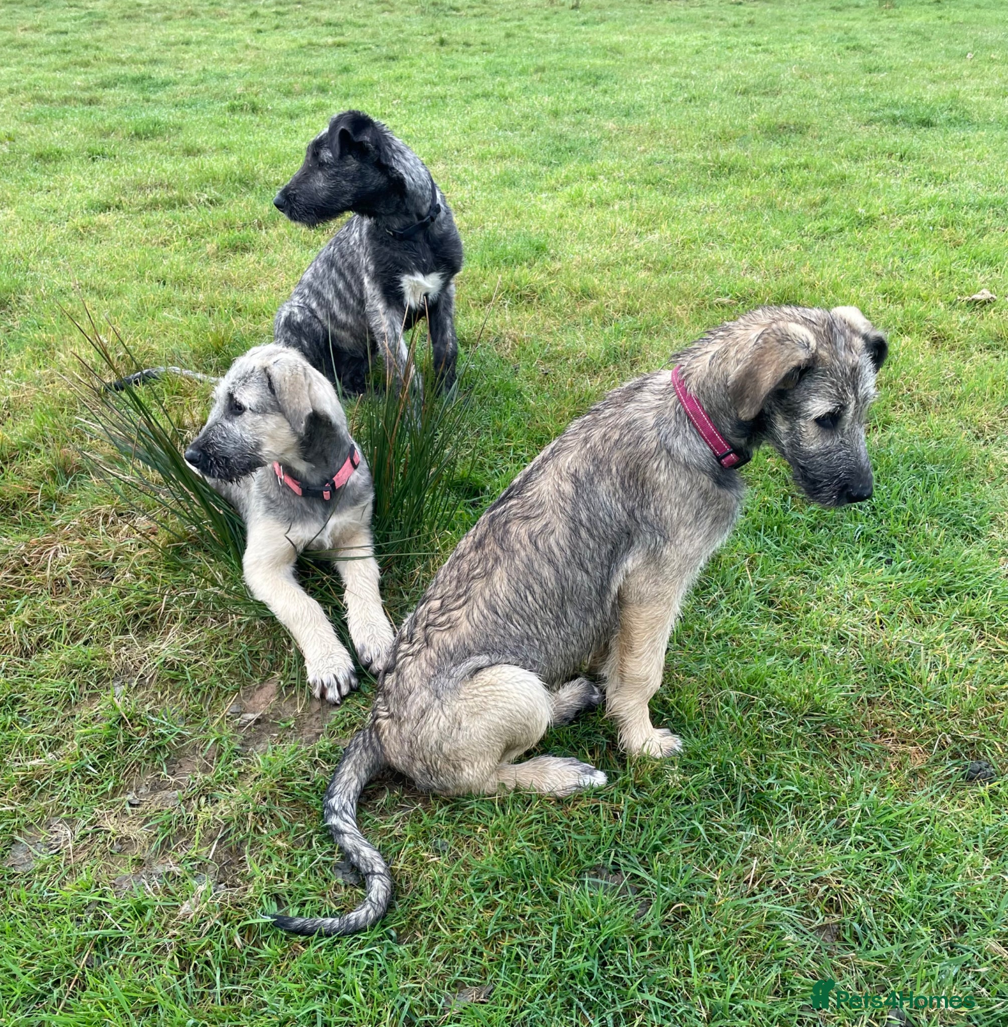 Irish Wolfhound dogs 2 girls ready to go 😍 - Advert 1